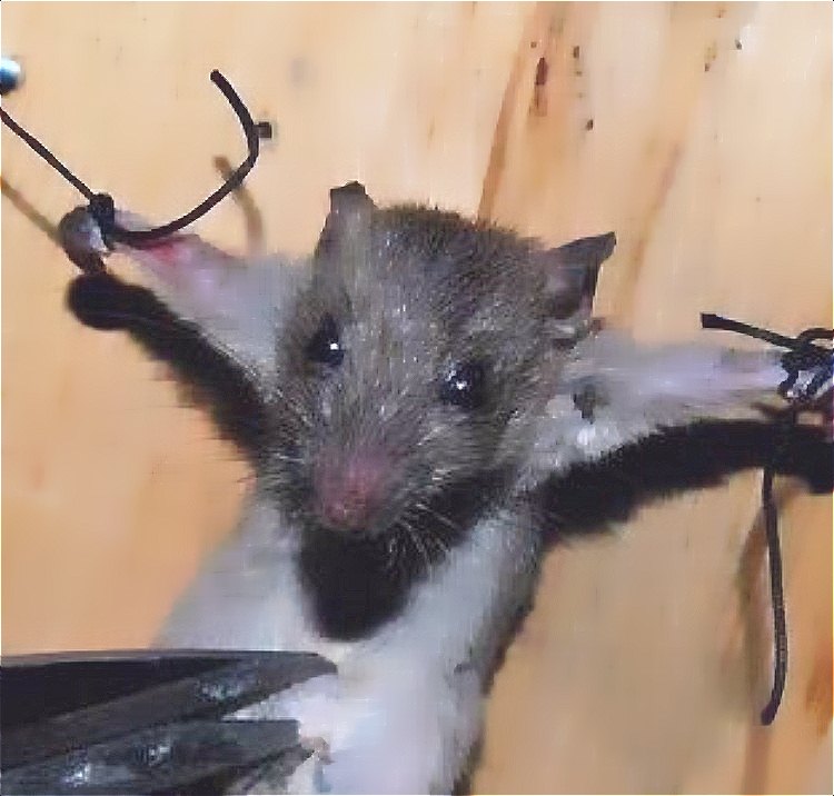 【圖】成都大媽五花大綁老鼠拷問 因其偷吃香.jpg