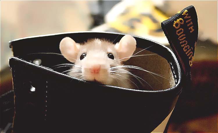 〓 老鼠在偷看：當(dāng)前為類型：歐萊凱圖庫素材酷圖.jpg