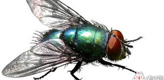 蒼蠅 (3).jpeg