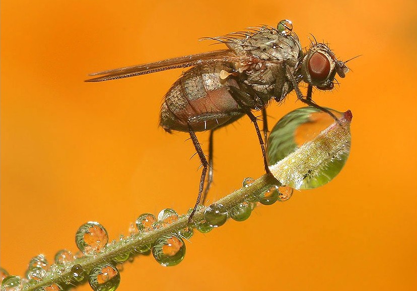 蒼蠅 (54).jpg