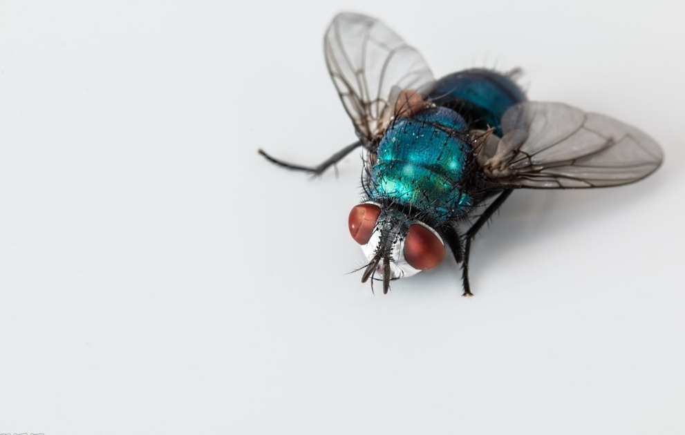 蒼蠅 (183).jpg
