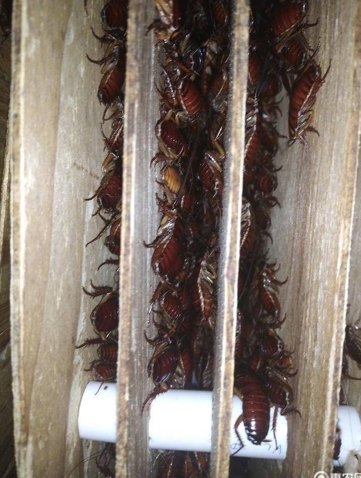 滅蟑螂公司哪家好 (14).jpeg