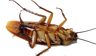 滅蟑螂公司哪家好 (128).png