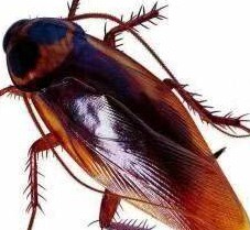 滅蟑螂公司哪家好 (123).jpeg