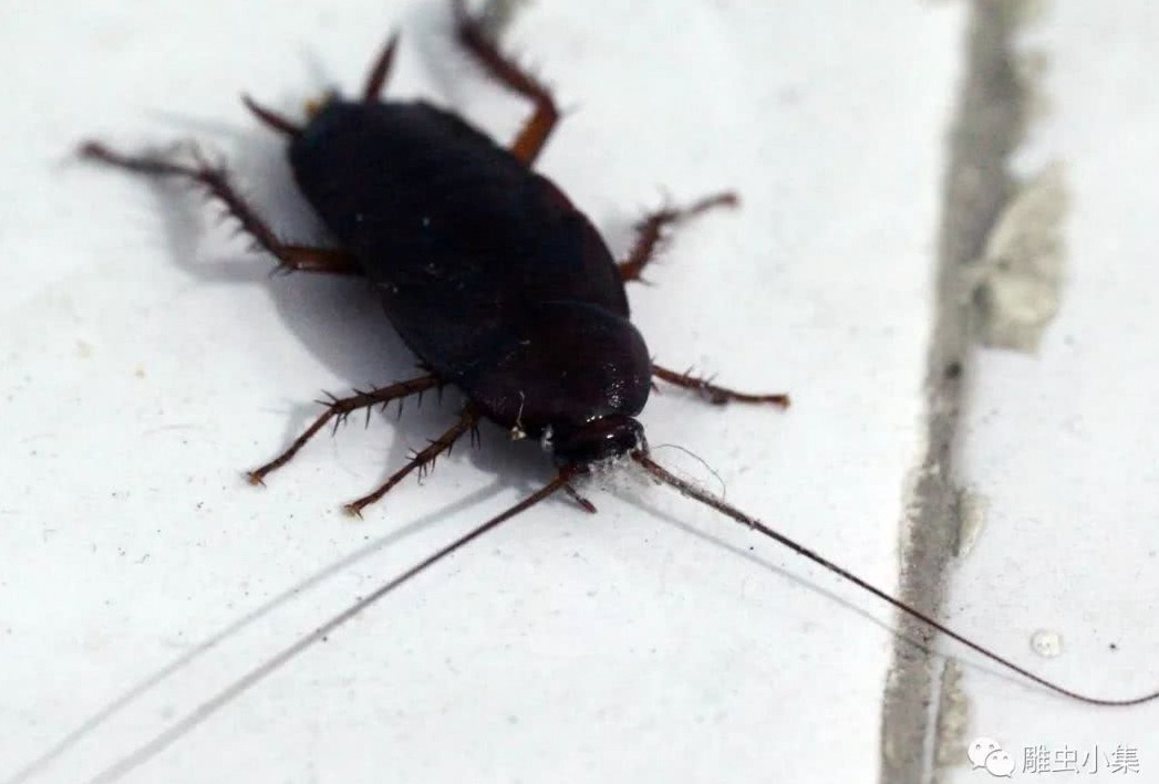 滅蟑螂公司哪家好 (652).jpg