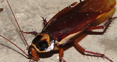 滅蟑螂公司哪家好 (36).jpg