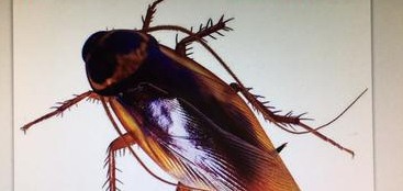 滅蟑螂公司哪家好 (25).png