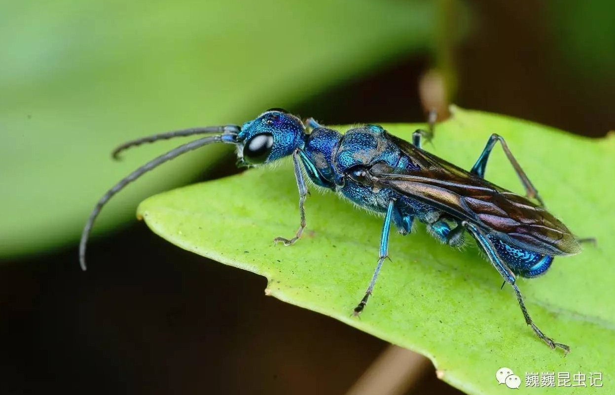 滅蟑螂公司哪家好 (20).png