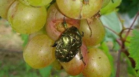 怎么有效滅殺害蟲 (41).jpeg