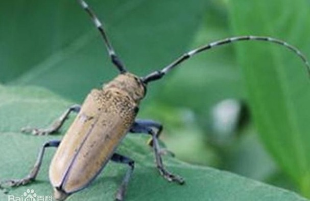 怎么有效滅殺害蟲 (30).jpeg