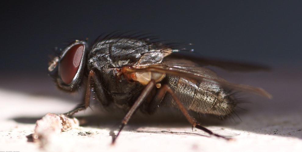 蒼蠅 (146).jpg