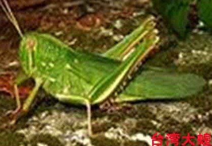 蝗蟲的種類與防治(圖)-實用技術-農博數據中心_1.jpg