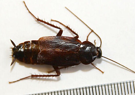 滅蟑螂公司哪家好 (1232).jpg