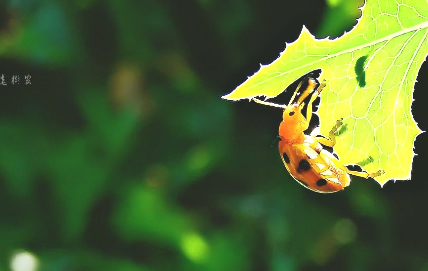 深圳殺蟲公司 (27).jpg