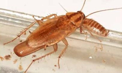 滅蟑螂公司哪家好 (395).jpeg