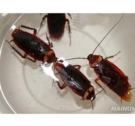 滅蟑螂公司哪家好 (1976).jpg