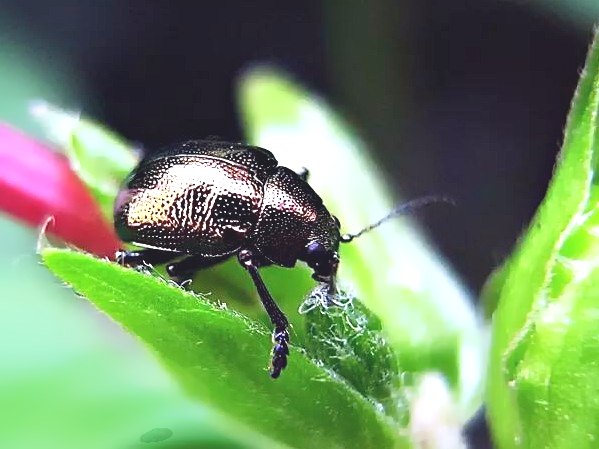 深圳殺蟲公司 (124).jpeg