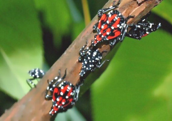 深圳殺蟲公司 (832).jpg