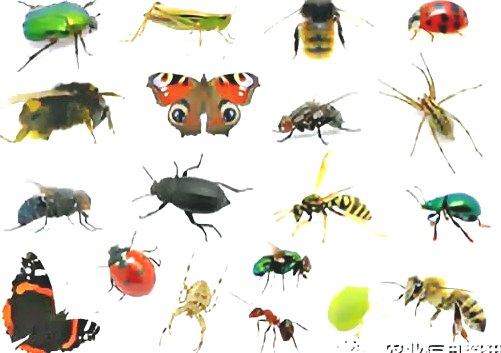 深圳殺蟲公司 (496).jpg