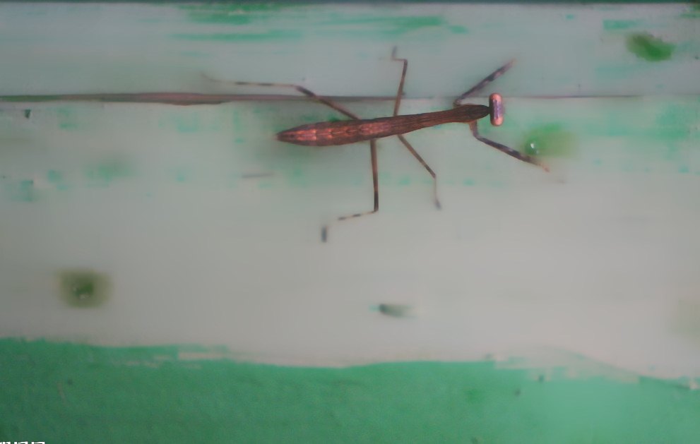 深圳殺蟲公司 (103).jpg