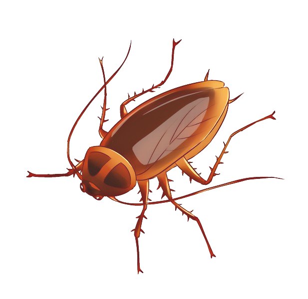 深圳殺蟲公司 (438).jpg