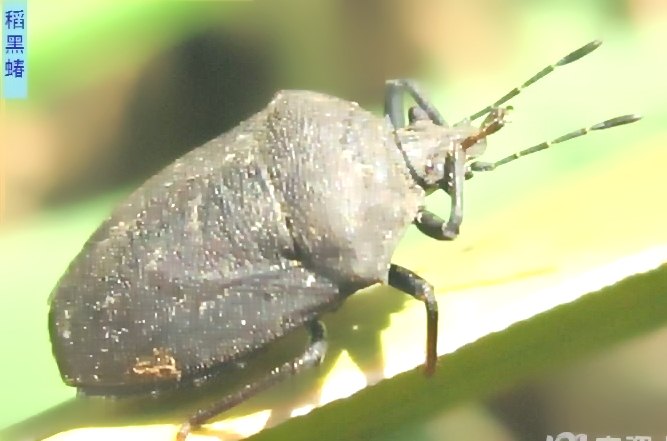 深圳殺蟲公司 (629).jpg