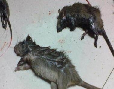 深圳滅鼠公司 (116).jpg