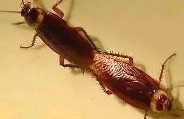 滅蟑螂公司哪家好 (334).jpeg