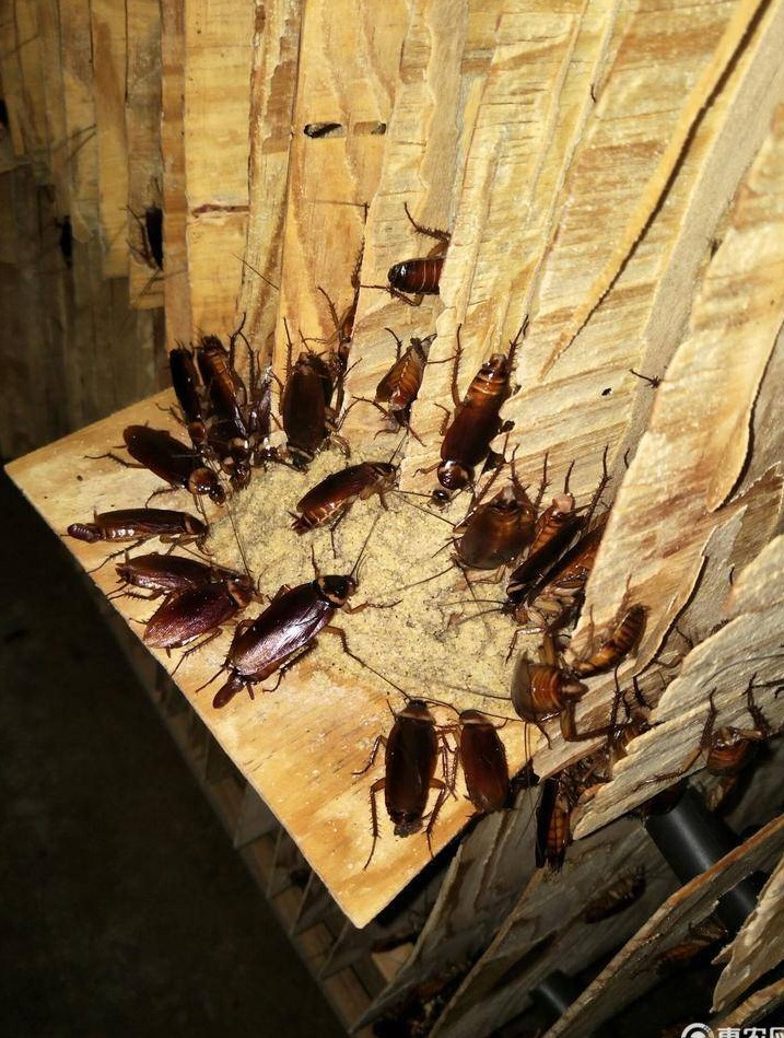 滅蟑螂公司哪家好 (76).jpeg