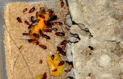 滅蟑螂公司哪家好 (1113).jpg