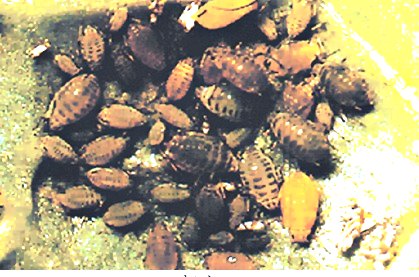 深圳殺蟲公司 (714).jpg