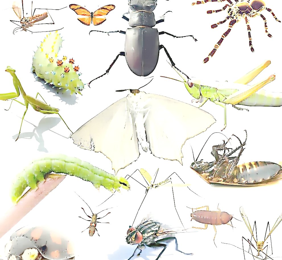 深圳殺蟲公司 (435).jpg