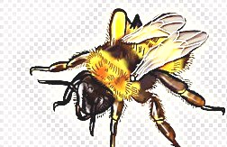 深圳殺蟲公司 (138).jpg