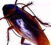 滅蟑螂公司哪家好 (1650).jpg