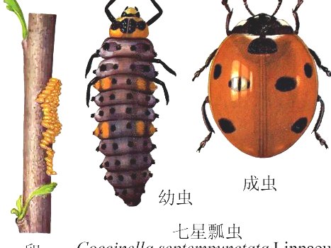 深圳殺蟲公司 (518).jpg