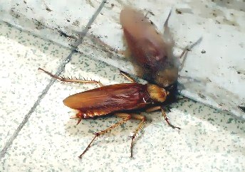 深圳殺蟲公司 (407).jpg