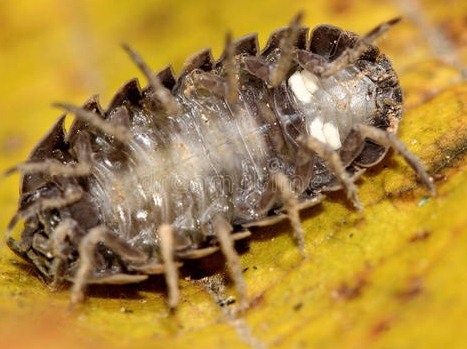 深圳殺蟲公司 (4).png