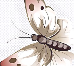 深圳殺蟲公司 (23).jpg