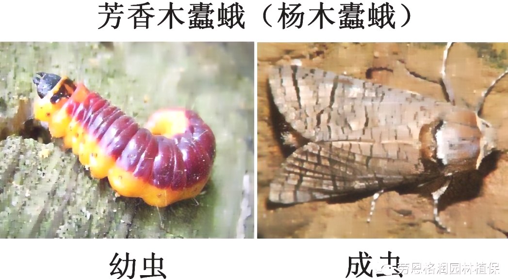 深圳殺蟲公司 (120).jpeg