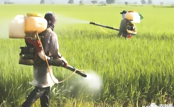 深圳殺蟲公司 (422).jpg