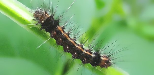 深圳殺蟲公司 (839).jpg