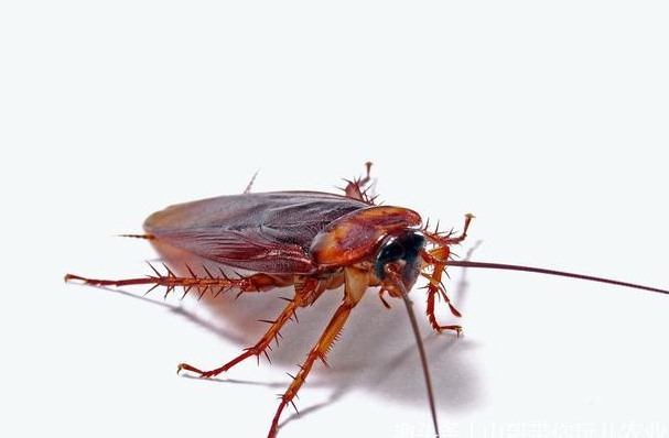 滅蟑螂公司哪家好 (182).png