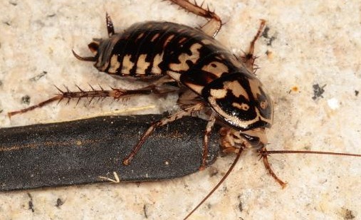 滅蟑螂公司哪家好 (1177).jpg