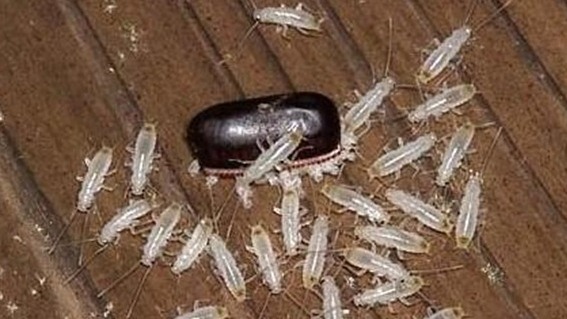 滅蟑螂公司哪家好 (2106).jpg