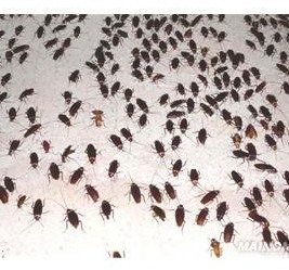 滅蟑螂公司哪家好 (2023).jpg