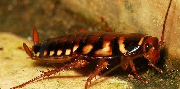 滅蟑螂公司哪家好 (1090).jpg