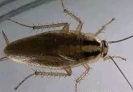 滅蟑螂公司哪家好 (327).jpg