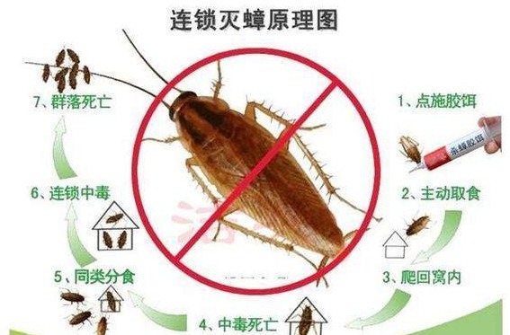 滅蟑螂公司哪家好 (283).jpeg