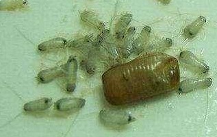 滅蟑螂公司哪家好 (16).jpeg