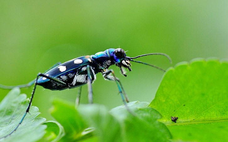 深圳殺蟲公司 (4).jpg